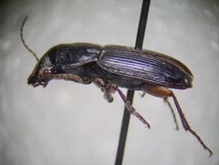 Harpalina
