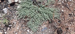 Euphorbia drummondii