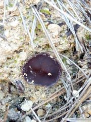 Geoscypha violacea