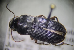 Harpalina