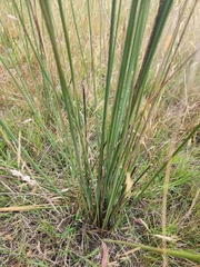 Juncus pallidus