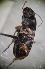 Harpalina