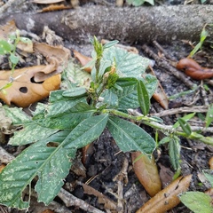 Pseudelephantopus spicatus
