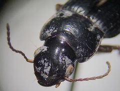 Harpalina