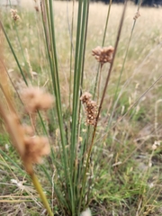 Juncus pallidus