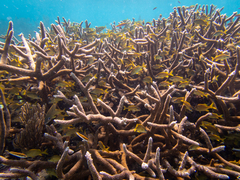 Acropora cervicornis