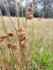 Juncus pallidus