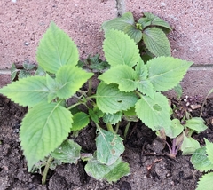 Perilla frutescens frutescens