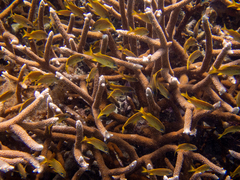 Acropora cervicornis