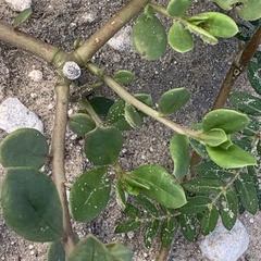 Talinum arnotii