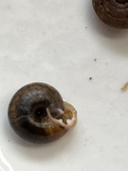 Triodopsis tridentata