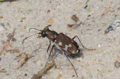 Cicindela hybrida