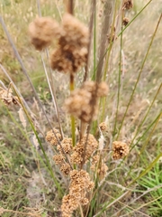 Juncus pallidus