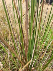 Juncus pallidus