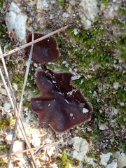 Geoscypha violacea
