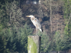 Ardea herodias fannini