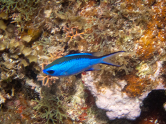 Azurina cyanea