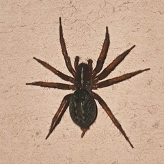 Lycosoides coarctata