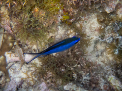 Azurina cyanea