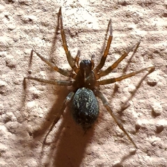 Lycosoides coarctata