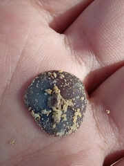 Geoscypha violacea