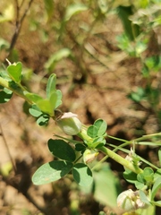 Crotalaria platysepala