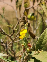 Crotalaria platysepala