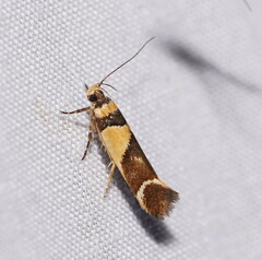 Macrobathra chrysotoxa