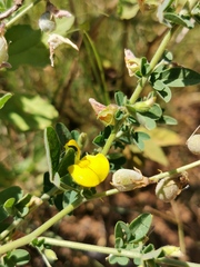 Crotalaria platysepala