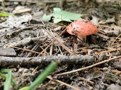 Russula placita