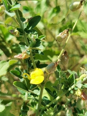 Crotalaria platysepala