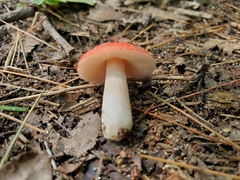 Russula placita