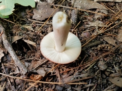 Russula placita