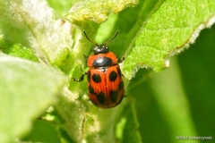 Gonioctena viminalis