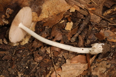 Volvariella nigrodisca