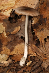 Volvariella nigrodisca