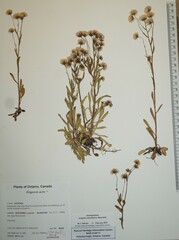 Erigeron acris kamtschaticus