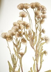 Erigeron acris kamtschaticus