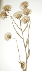 Erigeron acris kamtschaticus