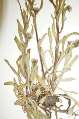 Erigeron acris kamtschaticus