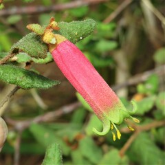 Correa reflexa speciosa