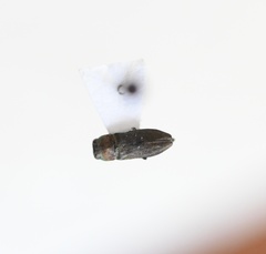 Anthaxia viridifrons