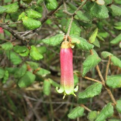 Correa reflexa speciosa