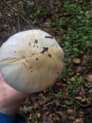Agaricus albolutescens