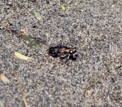Cicindela carthagena