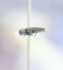 Anthaxia viridifrons