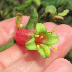 Correa reflexa speciosa