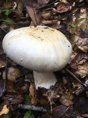 Agaricus albolutescens