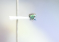 Anthaxia viridifrons