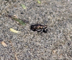 Cicindela carthagena